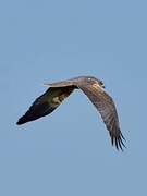 Western Marsh Harrier