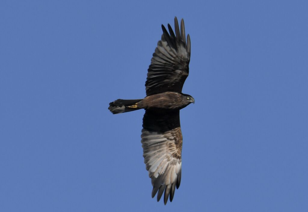 Western Marsh Harrier male Second year, moulting, Flight