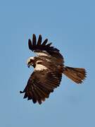 Western Marsh Harrier