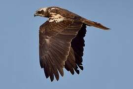 Western Marsh Harrier