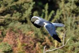 Hen Harrier