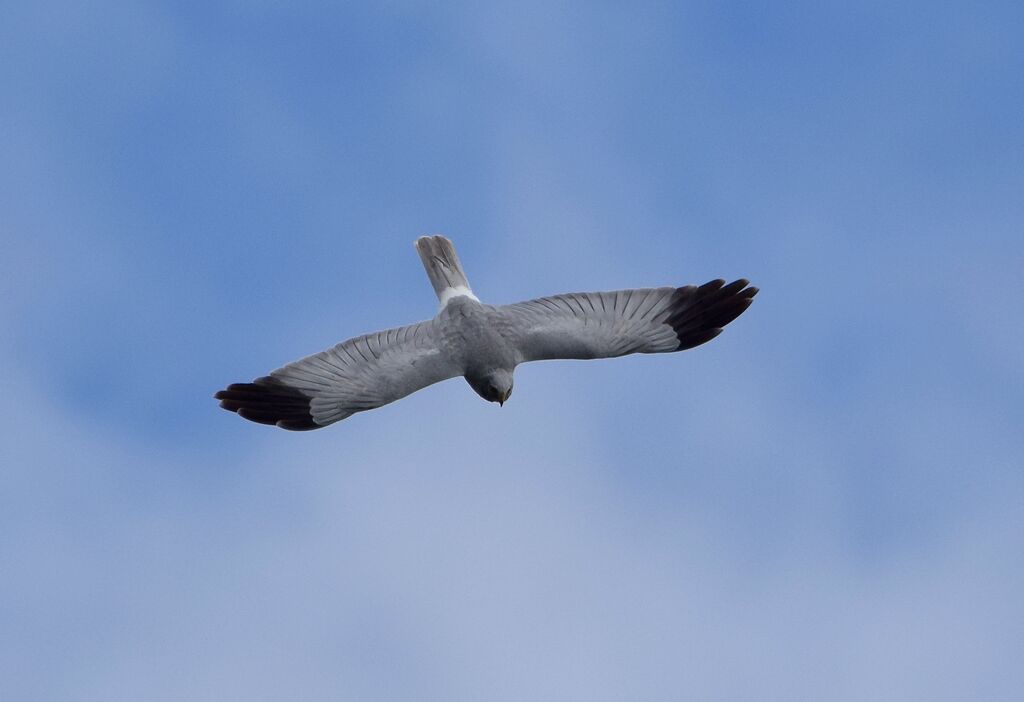 Hen Harrier male adult breeding, Flight, courting display