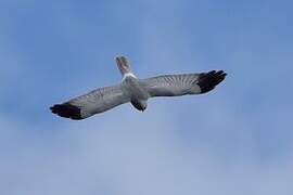 Hen Harrier