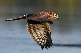 Hen Harrier