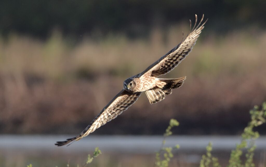 Hen Harrier female adult breeding, identification, Flight, fishing/hunting