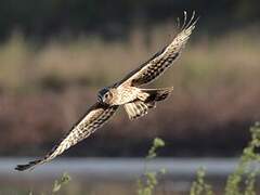 Hen Harrier