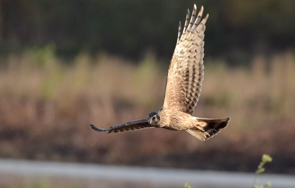 Hen Harrier female adult breeding, identification, Flight, fishing/hunting