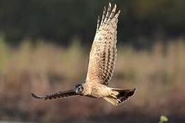 Hen Harrier