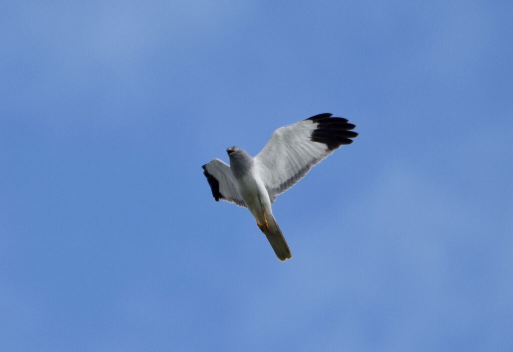 Hen Harrier male adult breeding, Flight, courting display