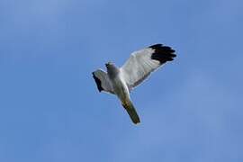 Hen Harrier