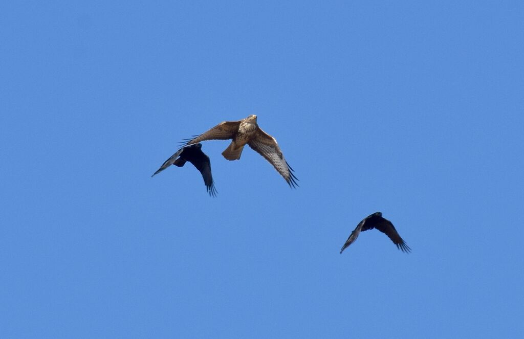 Common Buzzard