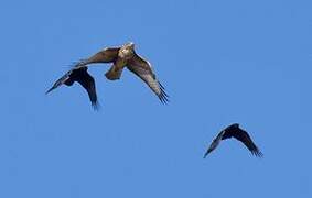 Common Buzzard