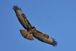 Common Buzzard