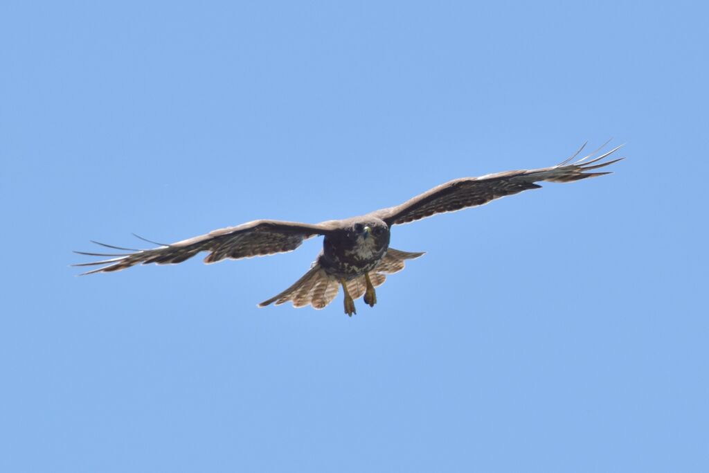 Common Buzzard