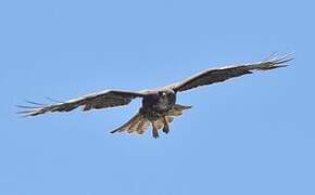 Buse variable