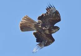 Common Buzzard