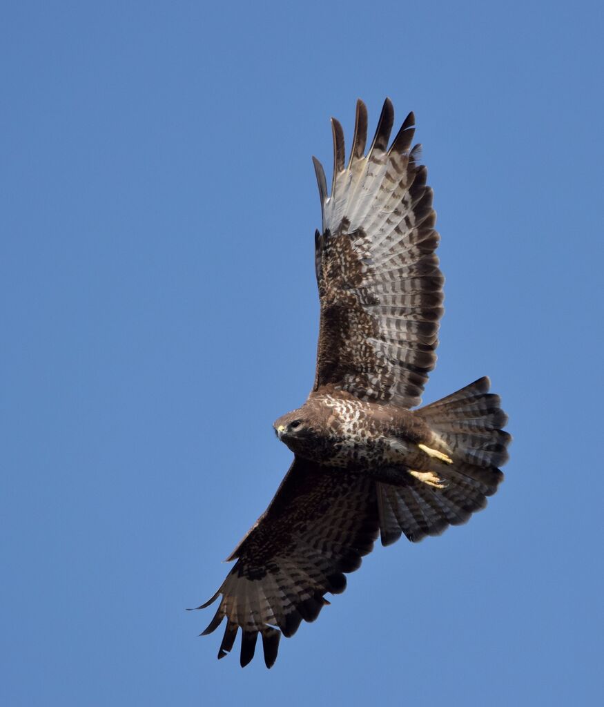 Common Buzzardadult breeding, Flight, courting display