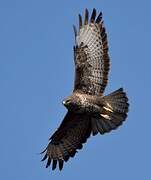 Common Buzzard