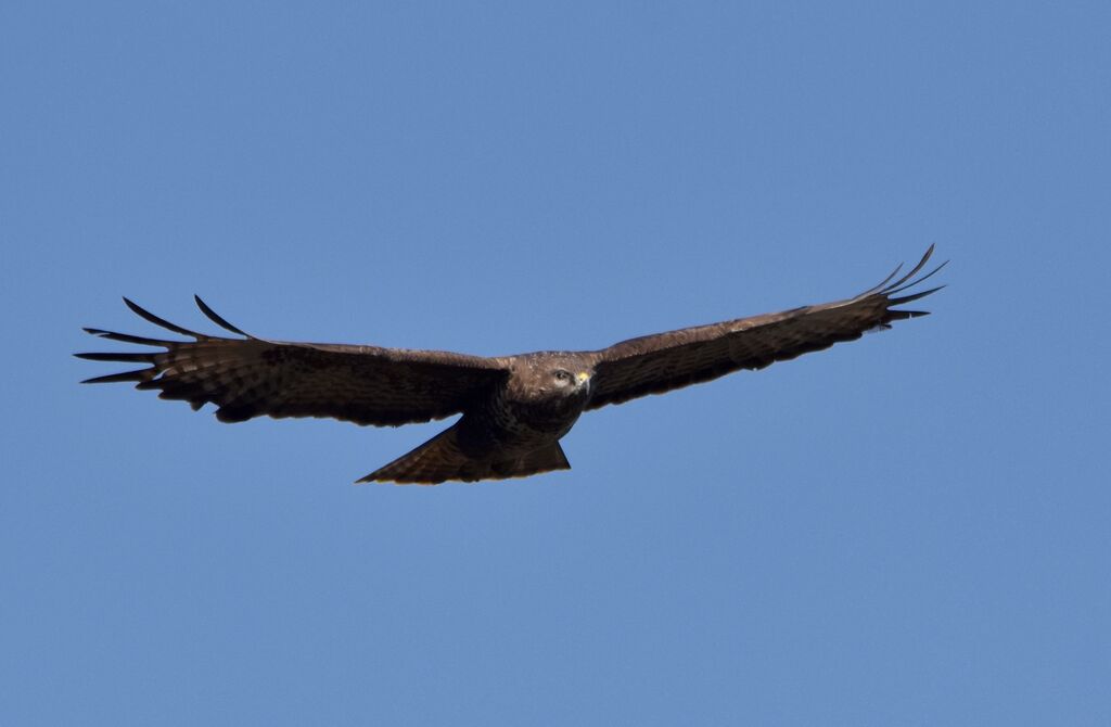 Common Buzzardadult breeding, Flight, courting display