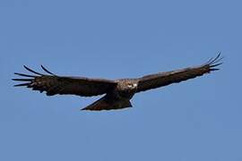 Common Buzzard