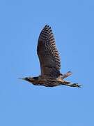 Eurasian Bittern