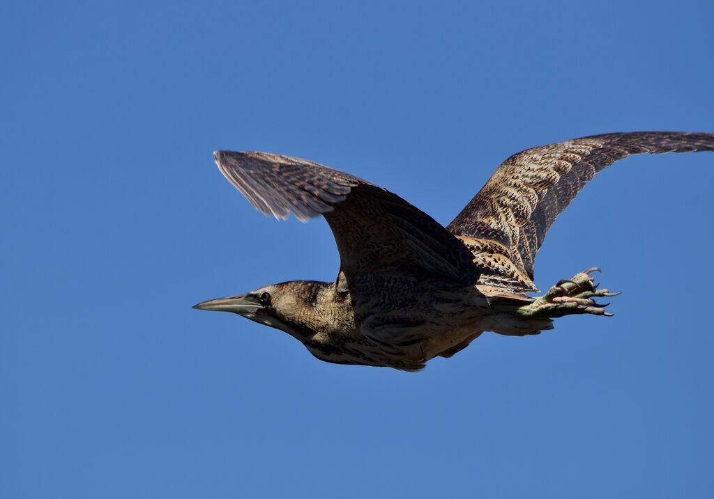 Eurasian Bitternadult breeding, Flight