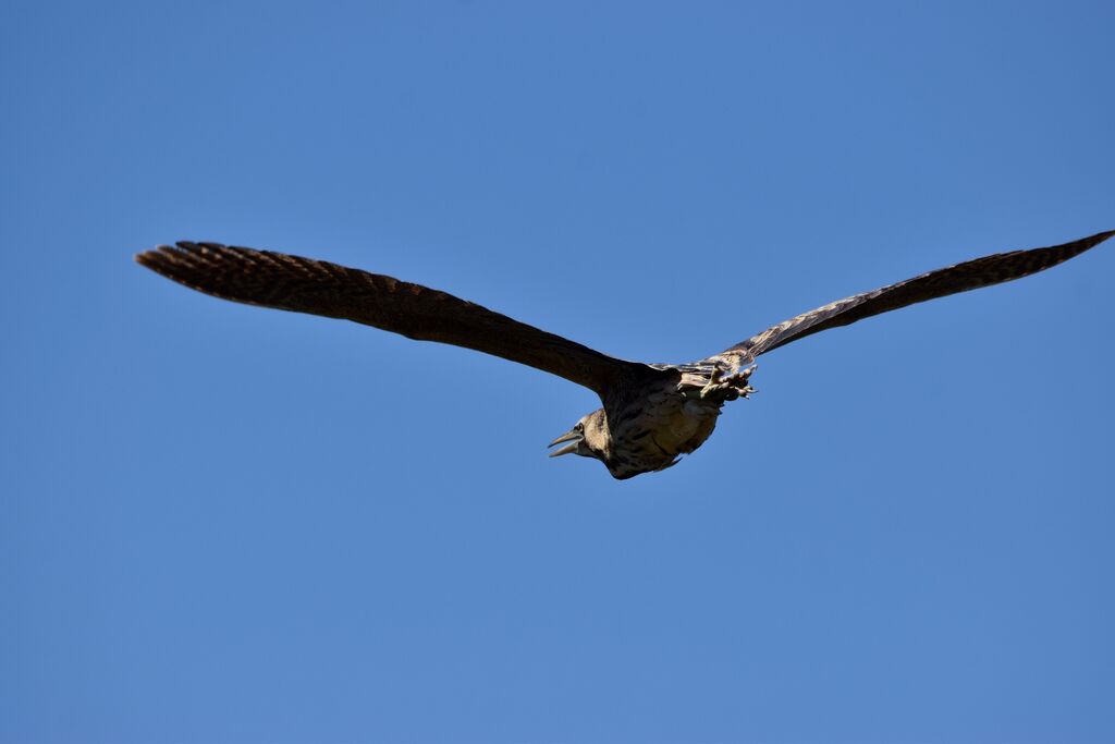 Eurasian Bitternadult breeding, Flight