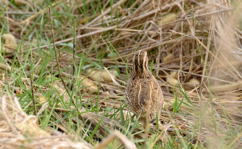 Common Quailadult post breeding, identification