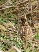 Common Quail