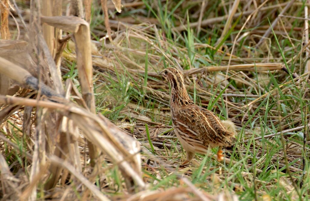 Common Quailadult post breeding, identification