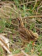 Common Quail