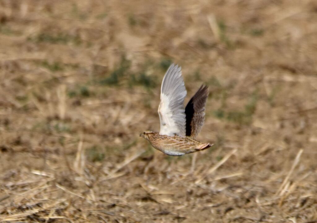 Caille des blésadulte internuptial, Vol