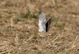 Common Quail