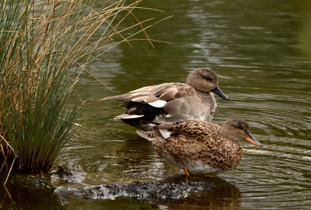 Canard chipeauadulte nuptial