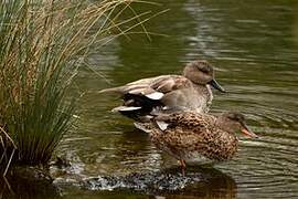 Gadwall