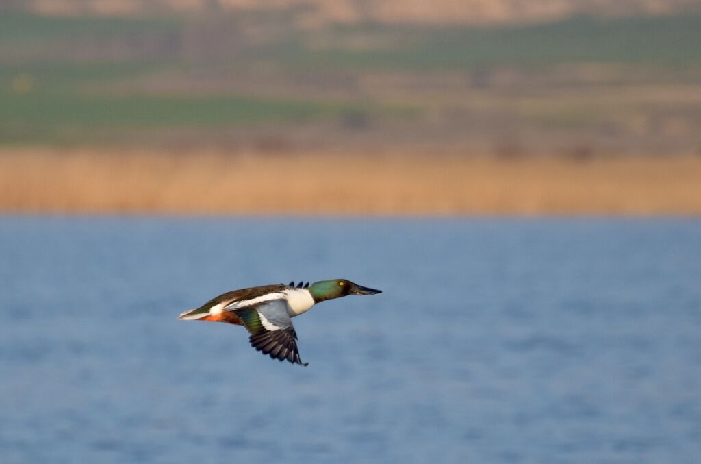 Northern Shoveler male adult breeding, Flight