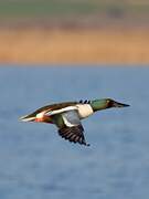 Northern Shoveler