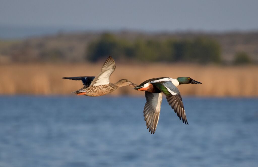 Northern Shoveler