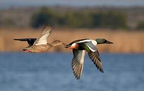 Northern Shoveler