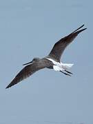 Common Greenshank