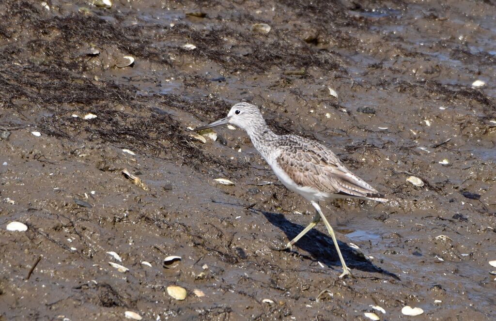 Common Greenshankadult post breeding, identification, walking