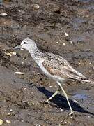 Common Greenshank