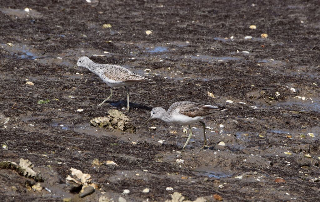 Common Greenshankadult post breeding, habitat