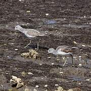 Common Greenshank