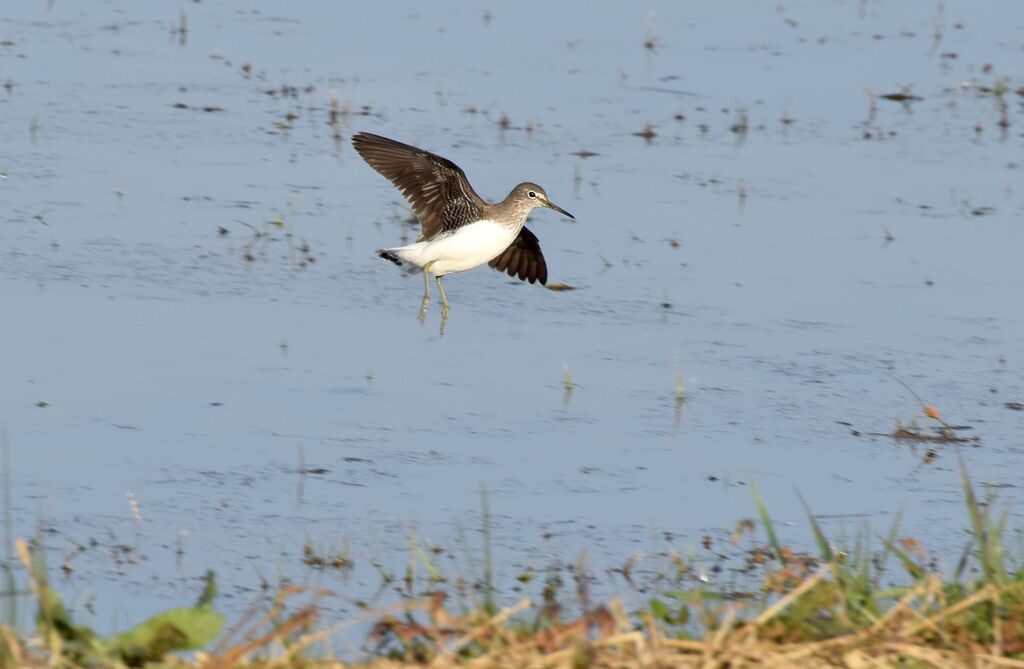 Green Sandpiperadult post breeding, Flight