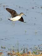 Green Sandpiper