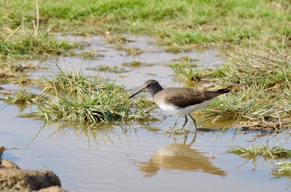 Green Sandpiperadult post breeding, identification