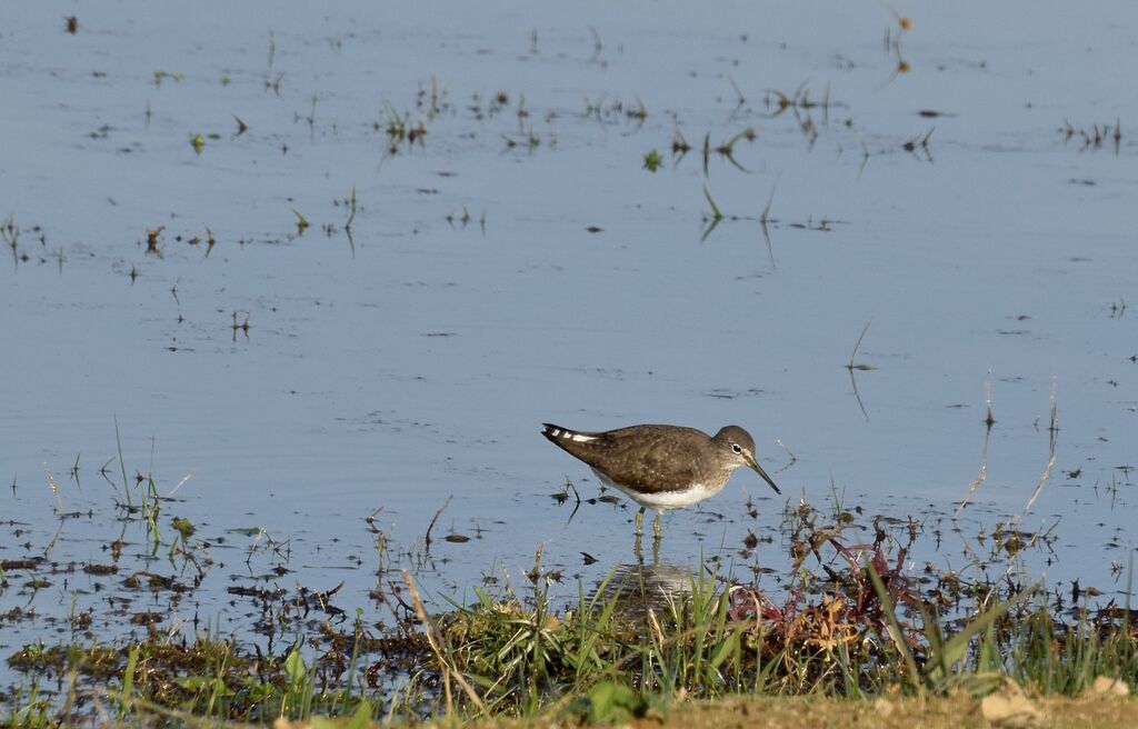 Green Sandpiperadult post breeding, habitat