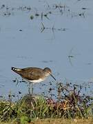 Green Sandpiper