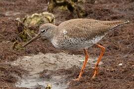 Common Redshank